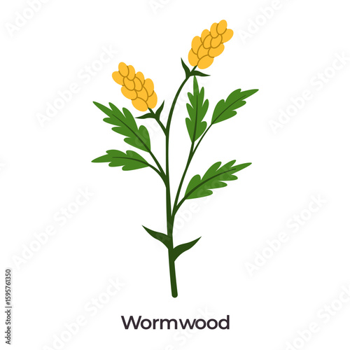 illustration of Wormwood Artemisia absinthium feathery green leaves and yellowish gold clustered flower spikes on a white background often used in herbal remedies