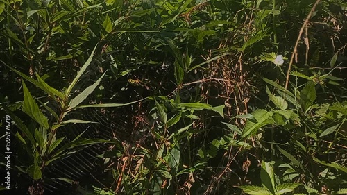 Spider is making his home