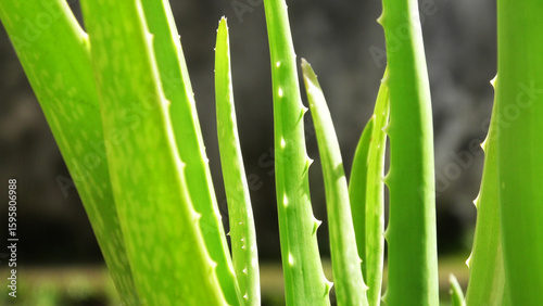Closeup of thorny aloe vera plant in sunlight