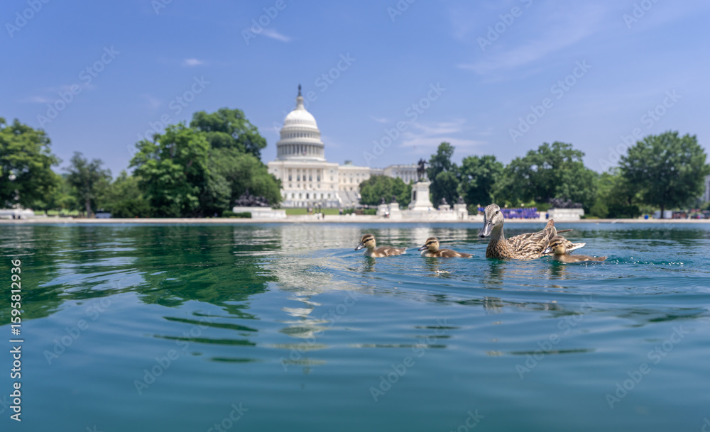 Fototapeta premium Capitol Reflecting Pool in Washington, DC. U.S. Capitol. Washington DC skyline featuring the Capitol. Senate and House USA building. USA government seat in District of Columbia.