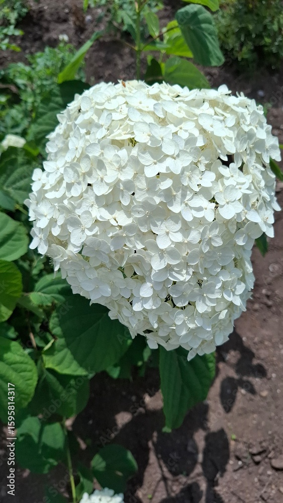 Hydrangea arborescens with white flowers, the flowers are collected in large inflorescences - a flowering shrub, a garden plant Hydrangea arborescens with white flowers, the flowers are collected in large inflorescences - a flowering shrub, a garden plant