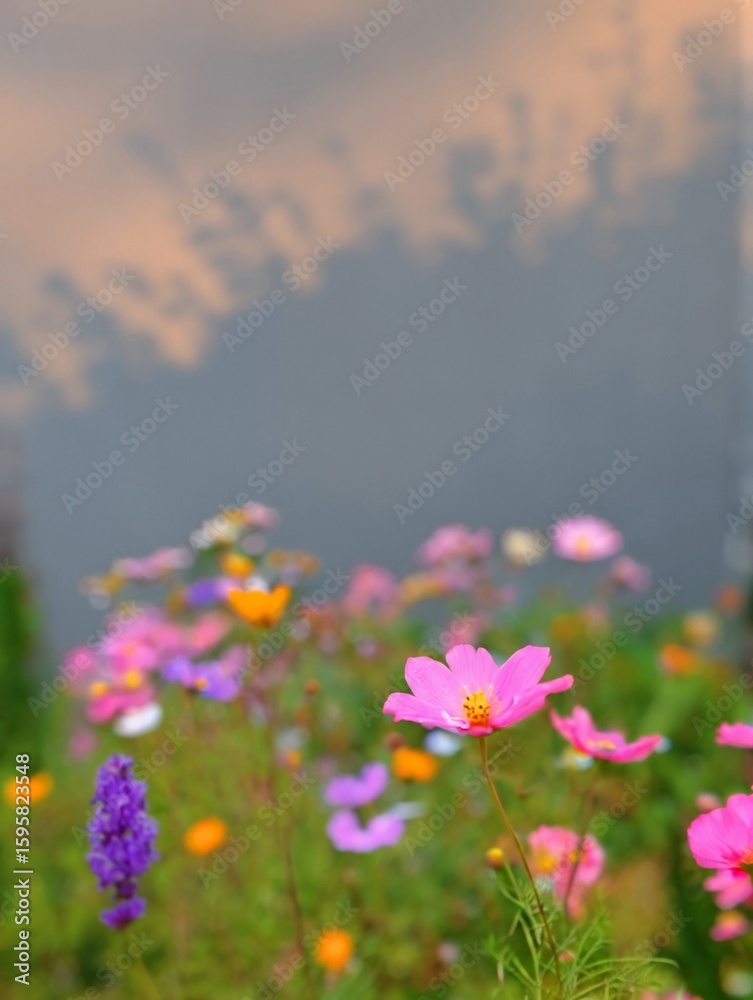 Fototapeta premium Pink Cosmos Wildflowers in Bloom Against Soft Sunset Shadows