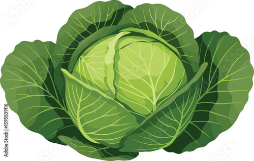 Fresh green cabbage, organic vegetable, healthy food, raw produce, farm harvest, leafy crop, nature ingredient, vegan diet, cooking ingredient, isolated, top view
