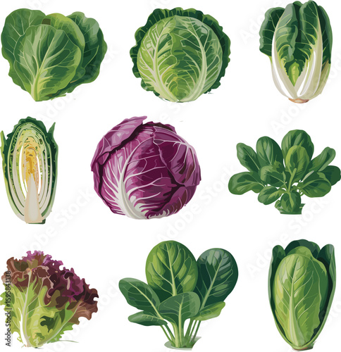 Fresh organic leafy vegetables collection, cabbage, lettuce, bok choy, spinach, healthy green vegetables, vegan food, nutritious plant-based diet, natural greens