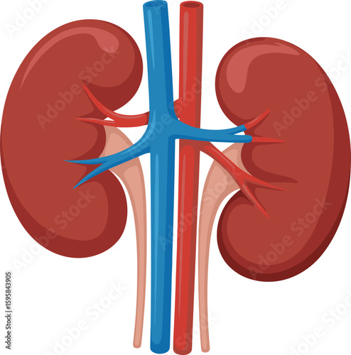 Human kidneys anatomy illustration, pair of kidneys with renal arteries and veins, urinary system organ, medical health, kidney function, internal body organs, biological structure concept