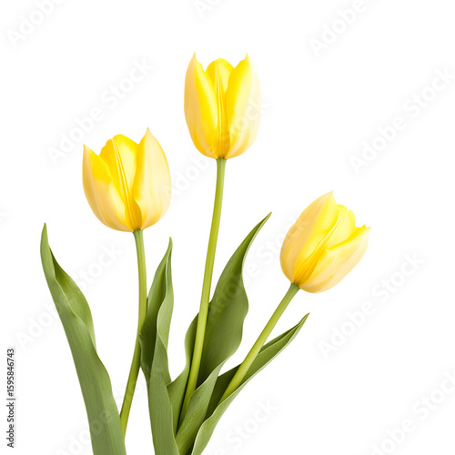 bouquet of yellow tulips