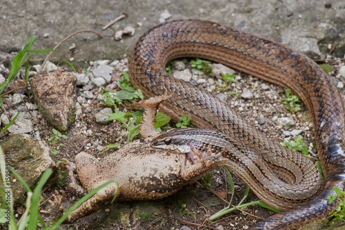 Bilde på lerret A snake consuming a toad on a grassy terrain, showcasing a dramatic scene in the animal world