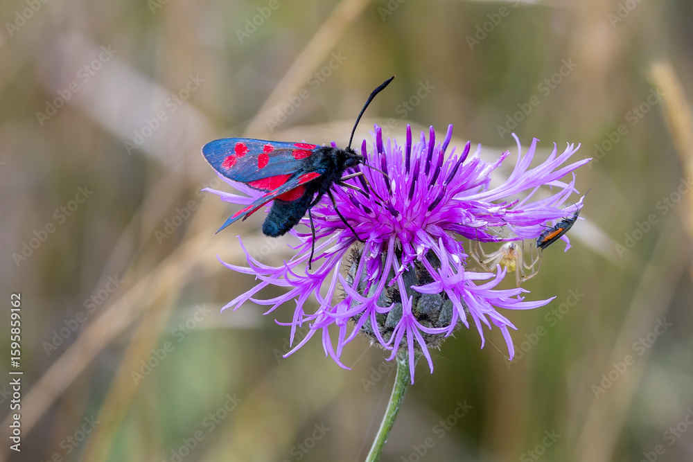 Fototapeta premium Ein Sechsfleck-Widderchen in der Seitenansicht auf einer Flockenblume