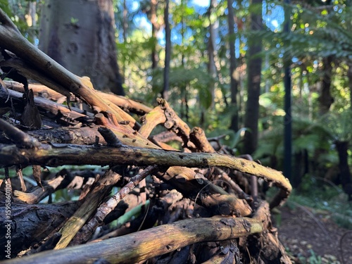 old tree stump wood forest