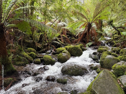 stream in the forest
