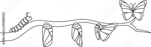 Detailed Outline Illustration of Butterfly Life Cycle Stages on a Branch. Perfect for Biology, Metamorphosis, and Nature Education.

