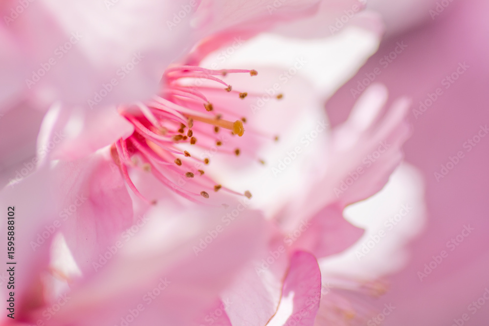 河津桜 河津桜