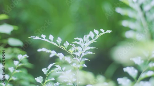 草　葉っぱ