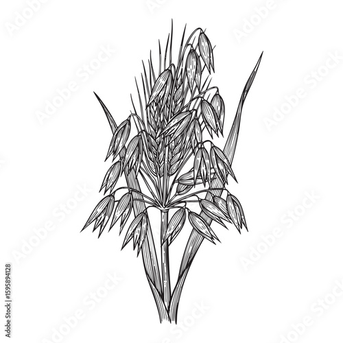 Oats sheaf woodcut engraving vector illustration