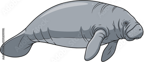 Illustration of a Manatee in Profile View Highlighting Marine Wildlife in Natural Habitat