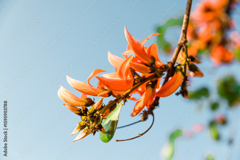 Fototapeta premium Close-up of the beautiful orange Butea monosperma flowers blooming on the top of a branch. The background is a light blue sky.