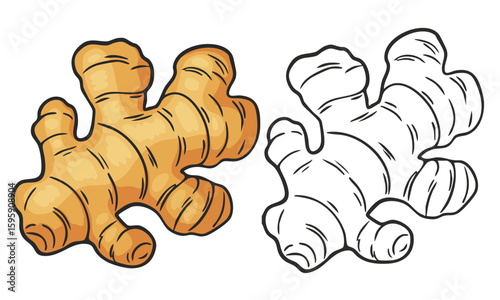 Set of hand-drawn ginger root illustrations. Colorful and black-and-white sketches of ginger, suitable for culinary, herbal, or botanical design projects
