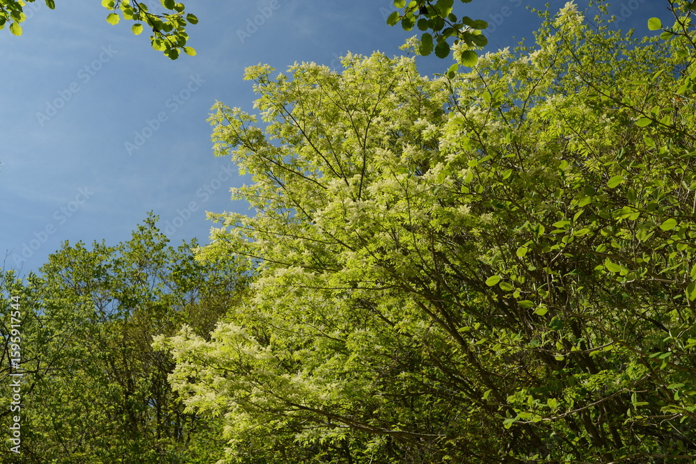 Fototapeta premium Fraxinus sieboldiana trees blooming in spring forest