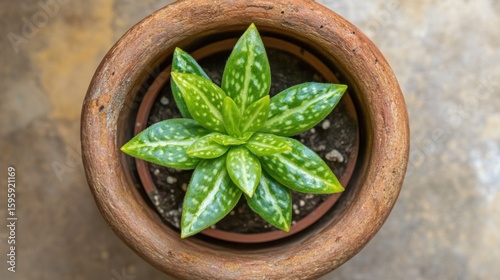 Wallpaper Mural A small succulent plant in a terracotta pot. Torontodigital.ca