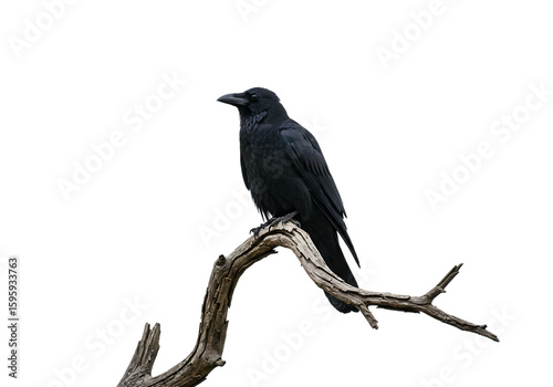 A raven perched on a bare branch against a black background in a low angle shot at eye level created with generated ai