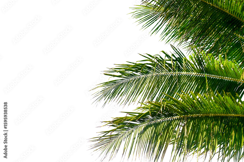 Palm tree leaves texture white background isolated closeup, coconut palm leaf decoration, green palm branch frame, exotic foliage pattern, design element for tropical island, sea beach, summer holiday Palm tree leaves texture white background isolated closeup, coconut palm leaf decoration, green palm branch frame, exotic foliage pattern, design element for tropical island, sea beach, summer holiday