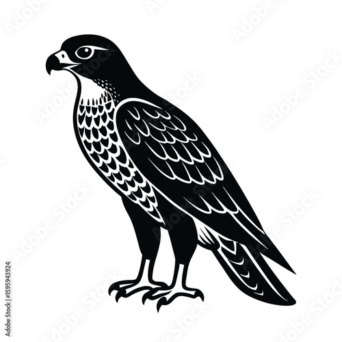 hawk bird vector illustration