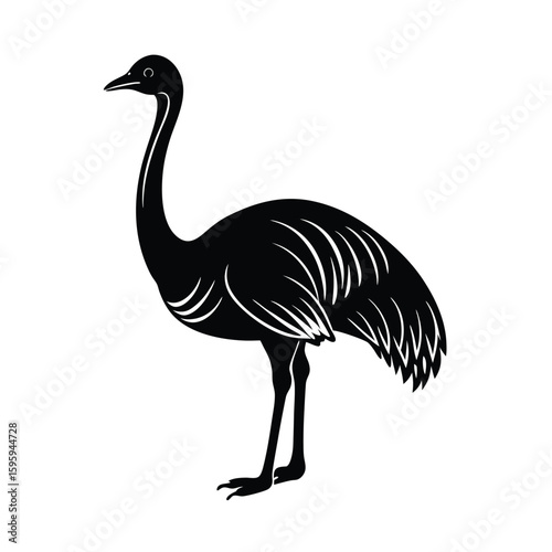 vector illustration of an emu