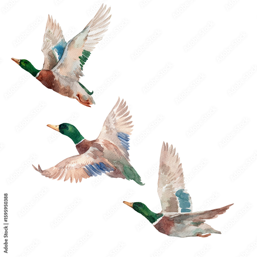 Obraz na plátně Flock of flying watercolor hand drawn ducks mallard birds in motion, hand-painte