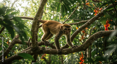 A monkey perched on a tree branch, surrounded by lush green foliage. With an alert expression and agile posture, the monkey appears to be enjoying the natural atmosphere of the tropical forest. The na