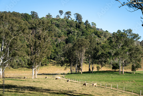 Grazing cattle in the Sunshine Coast hinterland in Queensland, Australia.