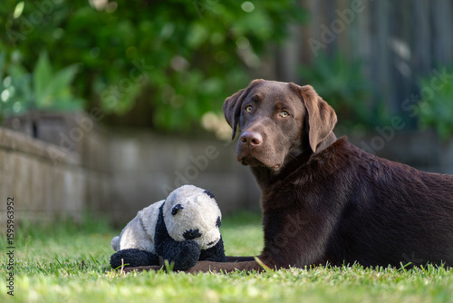An eight month old Labrador Retriever puppy playing in a green environment
