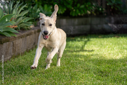 A ten month old Labrador Retriever puppy running in a green environment
