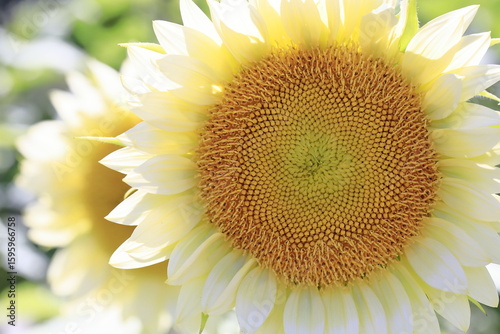 真夏のひまわり