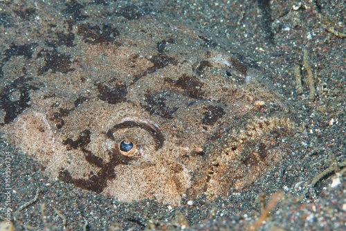 Blackbanded Stargazer in the Suruga Bay, Shizuoka, Japan