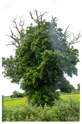 The upper part of the tree was pierced to death by the weevil and the lower part still had beautiful green leaves. This has split with the clipping path.