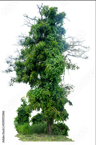 The upper part of the tree was pierced to death by the weevil and the lower part still had beautiful green leaves. This has split with the clipping path.