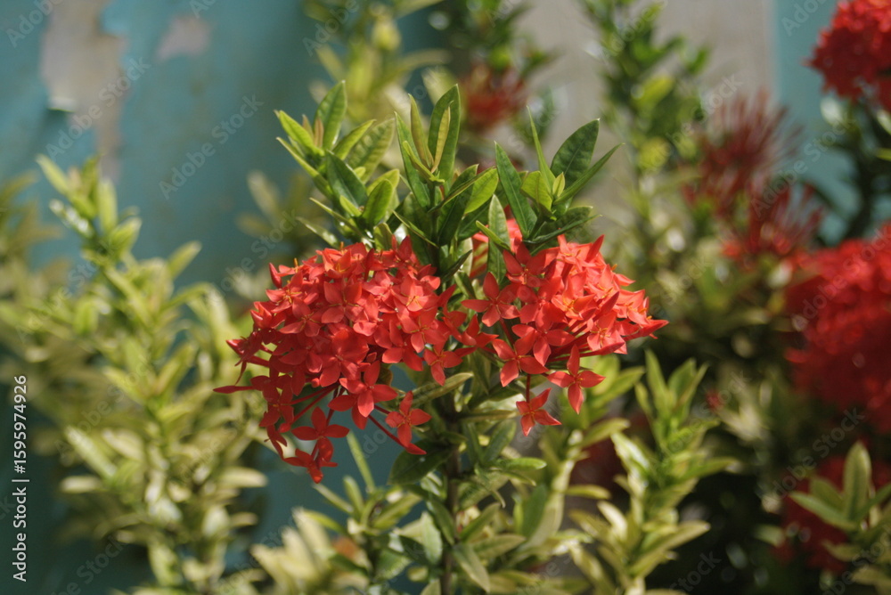 Fototapeta premium Red Ixora Flowers Against Distressed Blue Wall