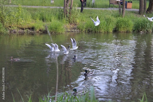 Wild seagulls above the water surface. Russia.