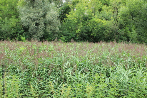 Thickets of tall flowering bushes. Russia.