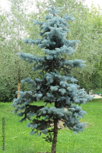 View of a beautiful blue spruce. Russia.