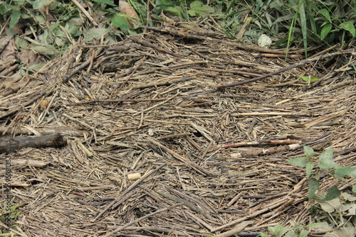Old dry branches on the ground. Russia.