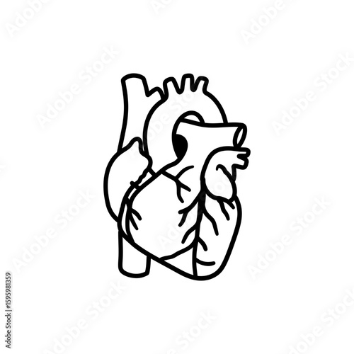 Vena Cava Vein Entering Heart for Cardiovascular Anatomy and Health