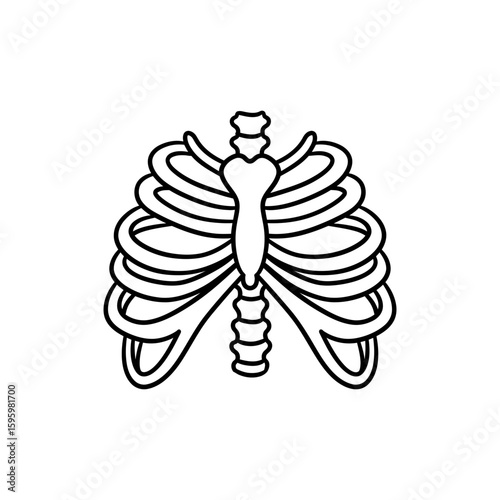 Rib Cage Front Arc Shape for Human Body and Medical Use