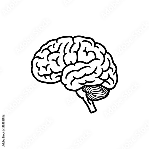 Pituitary Gland Under Brain for Endocrine Function and Hormonal Health