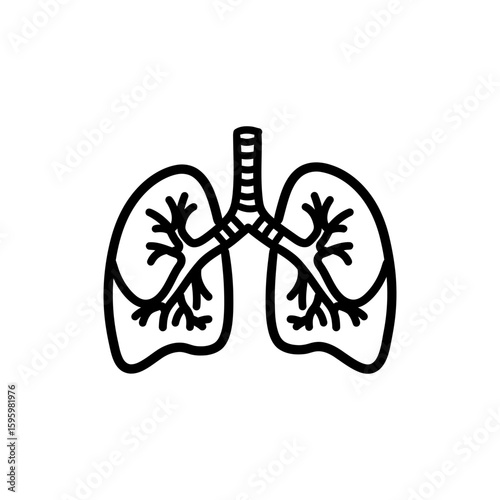 Pair of Lungs with Trachea Stem for Respiratory Anatomy