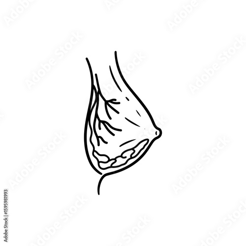 Lactation Breast with Ducts, Milk Production, Mammary Gland Anatomy