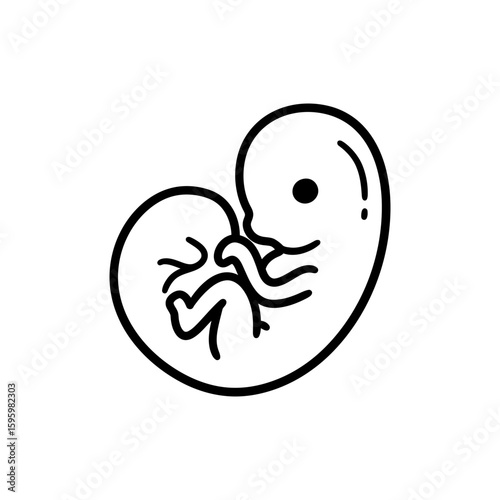 Embryo Early Stage Blob Development Medical Illustration