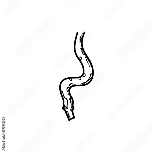 Esophagus Long Food Tube for Digestive System