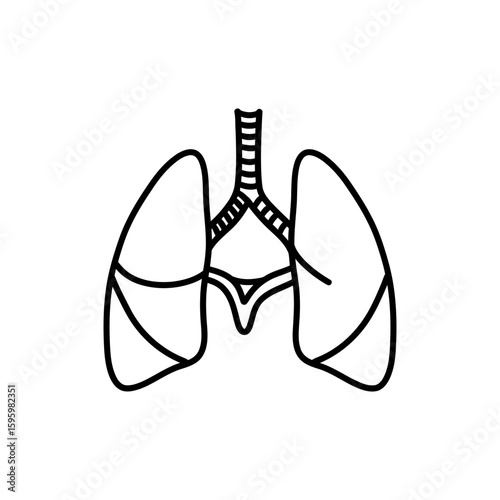 Diaphragm Arc Under Lungs for Respiratory System Anatomy