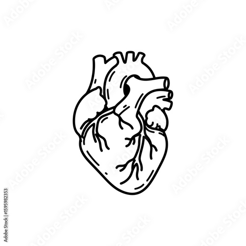 Coronary Arteries on Heart Surface Illustration